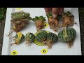 how deep should you plant different species of cacti and succulents