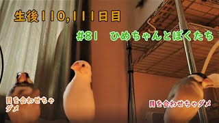 珊瑚くん、女子たちに猛アピール！　生後110-111日目 #81 ひめちゃんとぼくたち 文鳥