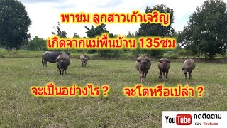 พาชมลูกสาวเก้าเจริญ เกิดจากแม่ 135 ซม. พัฒนาการจะเป็นอย่างไร?