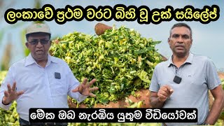 ලංකාවේ ප්‍රථම වරට බිහි වූ උක් සයිලේජ් ව්‍යාපෘතිය/The first sugarcane silage project in Sri Lanka🇱🇰🐄🌱