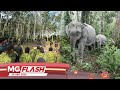 Perhilitan Tangkap 14 Gajah Ancam Penduduk Gerik #MGFlash