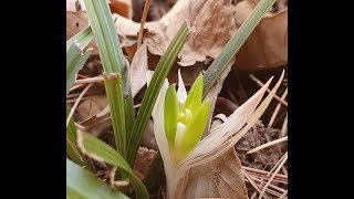 한국 자생 춘란 소심의 배반  #소심 #자생춘란