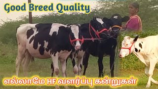 ஒரே இடத்தில் நான்கு HF வளர்ப்பு கன்றுகள் விற்பனை ஒவ்வொன்றும் நல்ல பால் வர்க்கம்