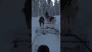 超派哈士奇拉雪橇，冷到一路靠 Dogs Sledding