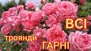 Перша хвиля цвітіння🌹 \