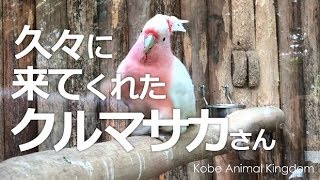 久々に来てくれたクルマサカさん【神戸どうぶつ王国】地面のうえのナニかと闘うクルマサカオウムさん!?