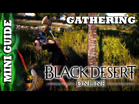 Black Desert Online - Mini Guide - Gathering Black Desert Online - Mini Guide - Gathering