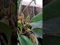 Anggrek yg Fast_Growing ini Mendominasi _ Anggrek Eria vs Bulbophyllum lobii