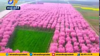 Cherry Blossoms in China | Drags Attention | on Spring Season Eve