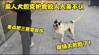 杀人犬坦克护食咬人六亲不认，差点把三营掌咬伤，现场太危险了！