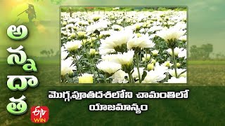 మొగ్గ,పూతదశలోని చామంతిలో యాజమాన్యం | Pest Control on Chrysanthemum at bud stage | ETV Telugu