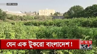 সৌদির মরুভূমিতেও ফসল ফলাচ্ছে বাংলাদেশিরা! | Saudi Arabia News