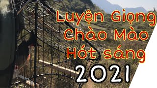 Luyện Giọng Chào Mào Hót Sáng không quảng cáo | Chào Mào Mồi Gọi Bổi | Chào Mào Hót Giọng Chuẩn