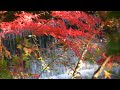 ザ・紅葉　愛知県民の森