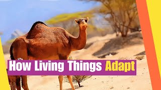 How Living Things Adapt| Learn how living things change and adjust to survive