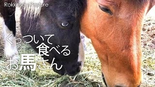 くっついて食べるお馬さん【六甲山牧場】青い目のお馬さんと木曽馬さんぴったりくっついてお食事❤