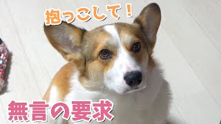 無言で抱っこを要求するコーギー～最後はコタ飯です