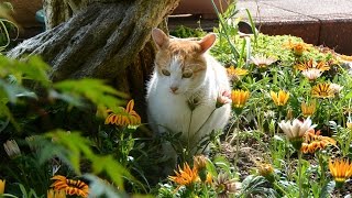 駅ねこ（小湊鉄道養老渓谷駅）総集編