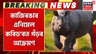 Rhino Terror at Kaziranga :  কাজিৰঙাৰ এনিমেল কৰিড'ৰত চলন্ত বাইকত গঁড়ৰ আক্ৰমণ, আহত পিতা–পুত্ৰ