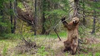 BBC Planet Earth II - s01e02 - Dancing Bears