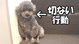 【切ない】留守中に犬が見せた予想外の行動が切なすぎました…