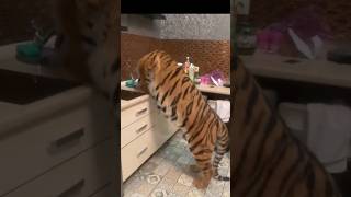 stand up tiger #cat #bigcat #catlover #catvideos #cutecat