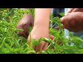 toronto and region conservation authority trca urban agriculture program