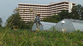 Toronto and Region Conservation Authority (TRCA) - Urban Agriculture Program