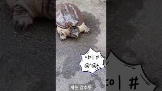 거북이와 게의 운명적 만남! 누가 승자가 될까? 🐢🦀