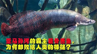 亚马孙河流域的霸主，把食人鱼当作零食吃，却为何败给了棒槌？The overlord of the Amazon River, but why did he lose to the club?