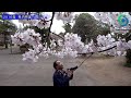 栃木県内に桜の便り　2016桜 県内特集　さくら特集