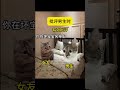 批评男生时 猫meme cat 喵不可言 喵 喵星人 猫meme小剧场 shorts