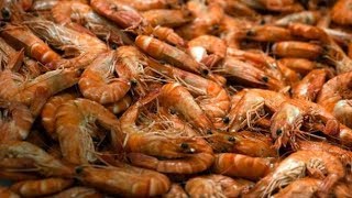 Usines de crevettes en Thaïlande : des migrants torturés, réduits en esclavage