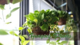 Best 10 plants for hanging/ഹാങ്ങിങ്ന്  അനുയോജ്യമായ 10 ചെടികൾ