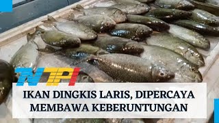 Ikan dingkis jadi primadona saat imlek di Bintan      #tvtpi