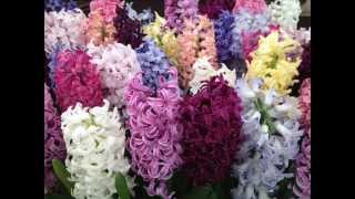 YOU wake up , smile , and say that you love life HYACINTH