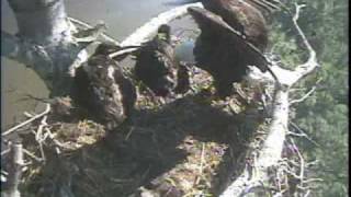 BRI Eaglecam2: May 26, 2010_837am