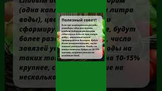 Рассада Помидоров Станет Крепкой, Здоровой и Завалит Урожаем, Если Полить Её Таким Раствором!