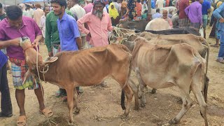 আজ ৮ এপ্রিল ২৪ | চাঁদপুরের খামারী কেমন দামে হাড্ডিসার গরু কিনছেন সেতাবগঞ্জ হাটে