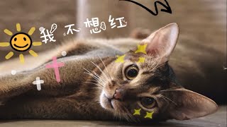 【猫猫日常】EP6|斑比——一只不想红的阿比西尼亚猫