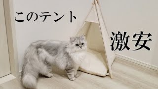 【激安】ふわふわ子猫、ティピーテント初体験【スリコ】