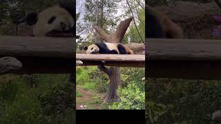 【寝ながら💩何でもできる男🐼リーリー】〜上野動物園〜