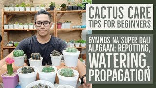 Gymno Cactus Care Tips - Magandang Succulents For Beginners (Watering, Propagation, Repotting)