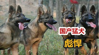 国产猛犬昆明区，战斗力完胜德牧，体型远超马犬