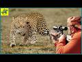 Full 4K Video: Is Leopard Hunting Really Important? | Wild Boar Hunting