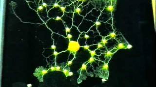 Tokyo rail network designed by Physarum plasmodium