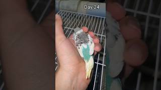 Day 1 To Day 30 | Budgie Growth Stages
