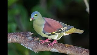 Green Pigeon Compliation - Pink-necked, Cinnamon-headed, Japanese, White billed and others