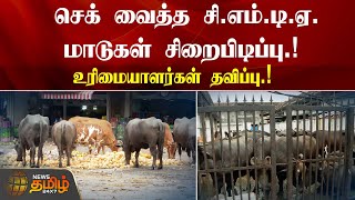 செக் வைத்த CMDA.. மாடுகள் சிறைபிடிப்பு.. உரிமையாளர்கள் தவிப்பு.! | CMBT| Cow | Cattle farm