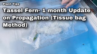 Tassel Fern - Update on propagation (1 month update) Tissue paper method- Ep 67